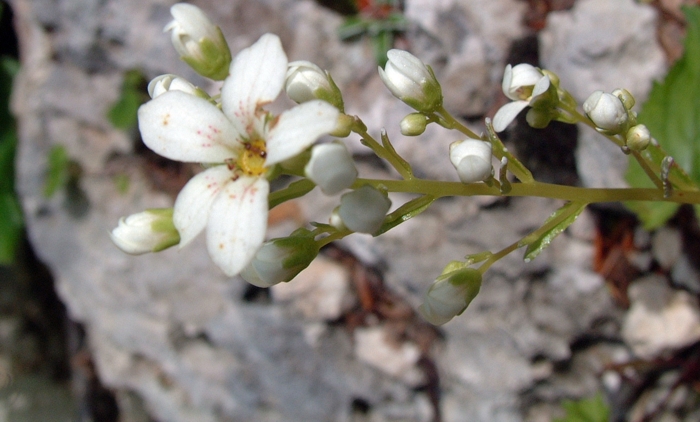 Saxifraga callosa